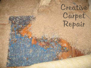 Repair Cat Scratches and Dog Chew Holes on Carpet and Rug Repair